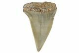 Fossil Broad-Toothed Mako Shark Tooth - North Carolina #272970-1